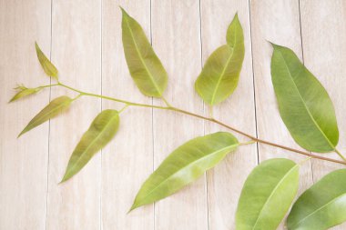 Okaliptüs (Eucalyptus yeşil yaprakları)
