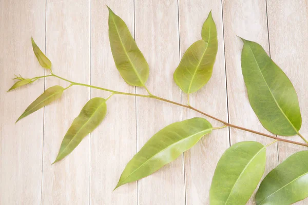 Groene bladeren van Eucalyptus (Eucalyptus) — Stockfoto