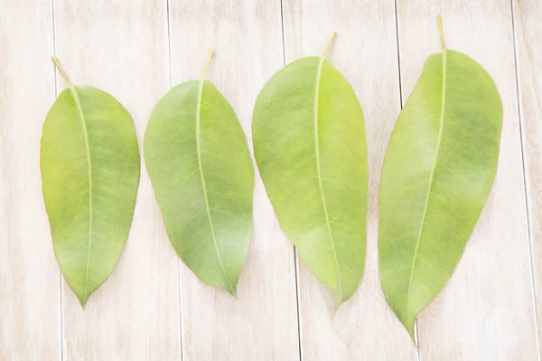 Zielone liście eukaliptusa (Eukaliptus) — Zdjęcie stockowe