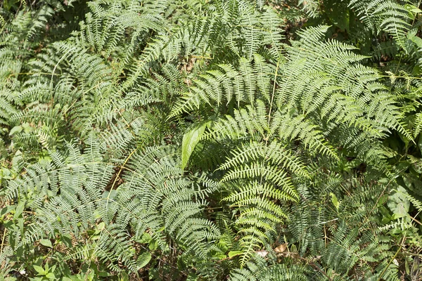 Pteridium aquilinum, Bracken zwyczajny — Zdjęcie stockowe