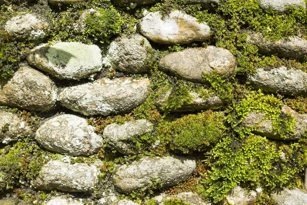 Texture of stones and moss Royalty Free Stock Photos
