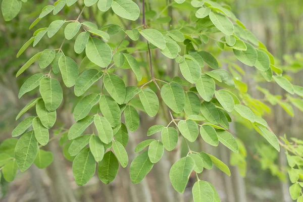 Moringa növények-Moringa oleifera — Stock Fotó