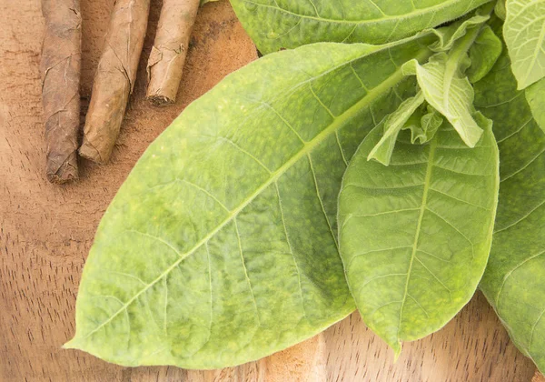 Leaves and tobacco (Nicotiana tabacum) — Stock Photo, Image