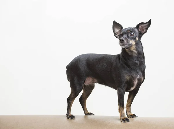 Pies rasy Pinczer miniaturowy czarny — Zdjęcie stockowe