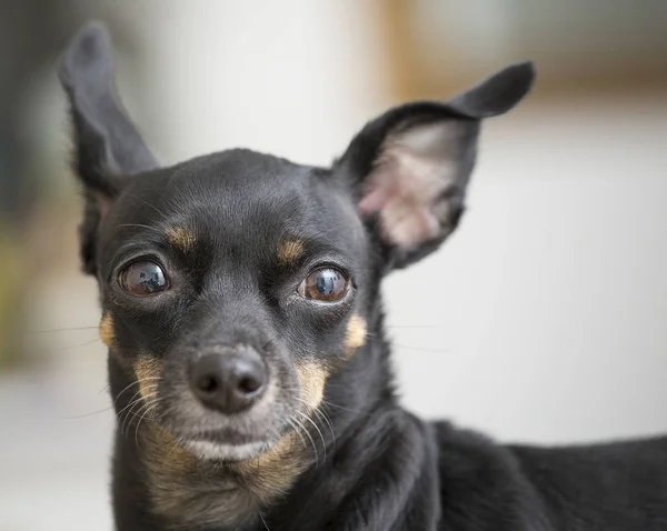 Black miniature dog of breed pinscher