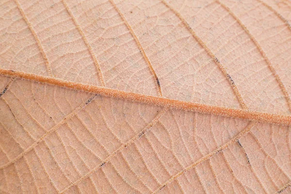 Texture du dos d'une feuille d'arbre — Photo