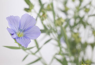 Beyaz bir arka planda - Linum usitatissimum keten çiçek