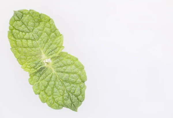 Muntblaadjes op witte achtergrond - Mentha spicata — Stockfoto