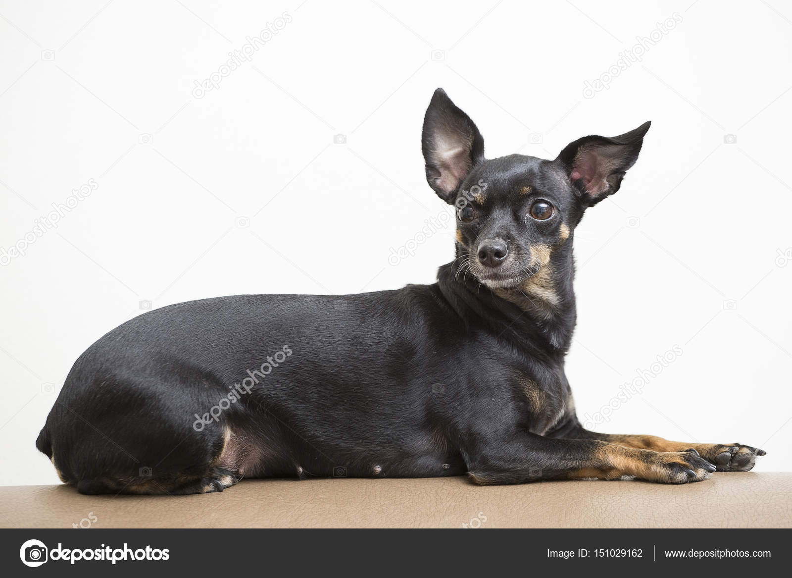 黑色小型狗的品种杜宾犬——图库图片© Luisecheverriurrea #151029162