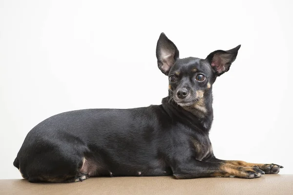 Nero cane in miniatura di razza pinscher — Foto Stock