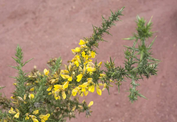 刺和黄色花的植物 (欧洲乌兰) — 图库照片