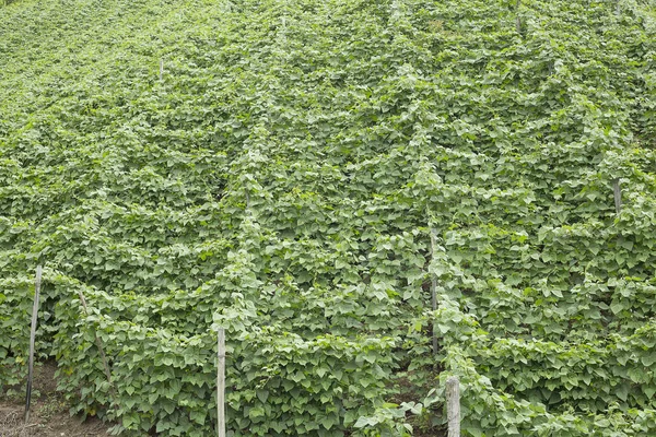 Rural farm with bean cultivation - Phaseolus vulgaris — Stock Photo, Image