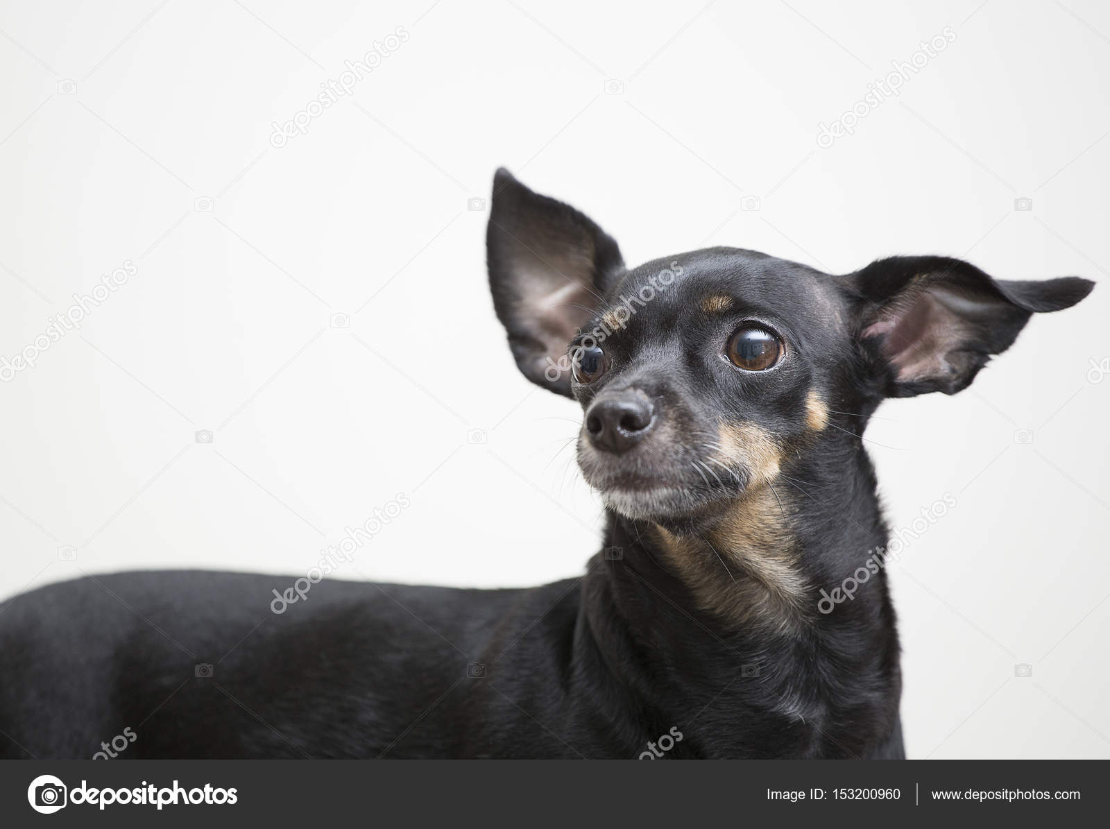 黑色小型狗的品种杜宾犬——图库图片© Luisecheverriurrea #153200960