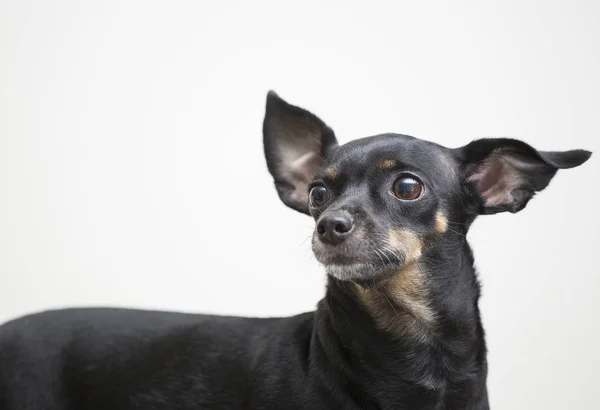 Cão em miniatura preto da raça pinscher — Fotografia de Stock
