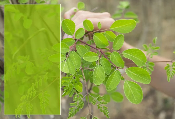 Moringa növények-Moringa oleifera — Stock Fotó