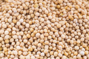 Hardal tohumu - Sinapis alba sarı