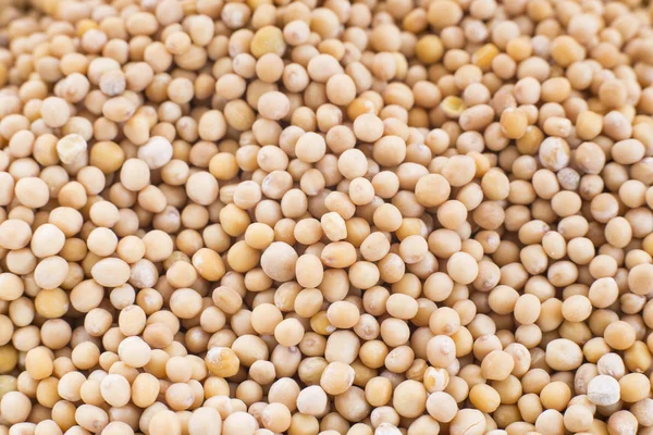 Hardal tohumu - Sinapis alba sarı