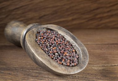 Siyah hardal tohumu - Brassica nigra