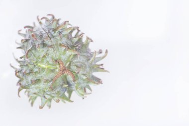 Yeşil castor meyve - Ricinus communis