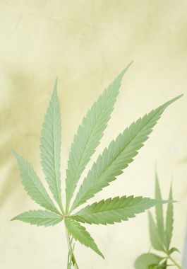 Esrar yaprak - esrar sativa