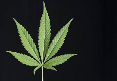 Cannabis leaf - Cannabis sativa clipart