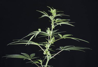 Marijuana bitkisi - esrar sativa