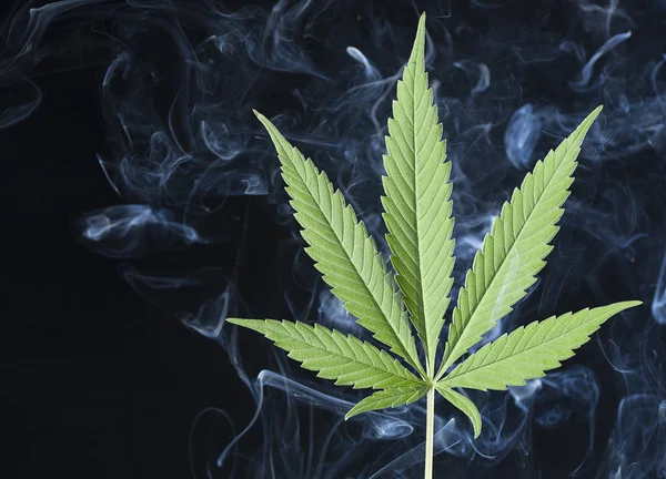 Cannabis leaf - Cannabis sativa — Stockfoto