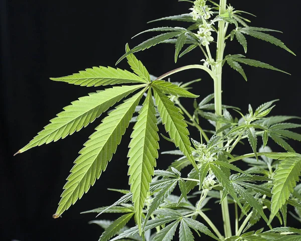 Planta de maconha - Cannabis sativa — Fotografia de Stock