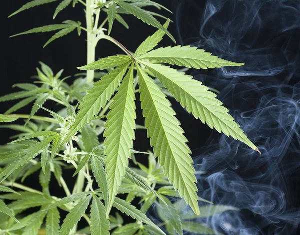 Marijuana växt - Cannabis sativa — Stockfoto