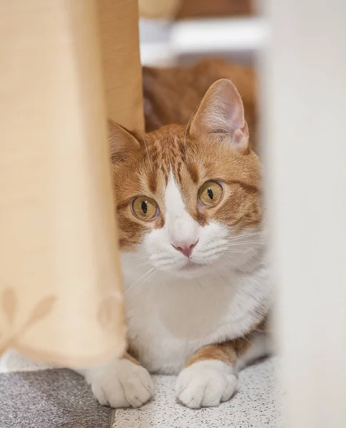 Kat achter de gordijnen - Felis catus — Stockfoto