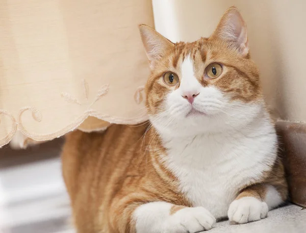 Gato atrás das cortinas - Felis catus — Fotografia de Stock