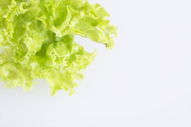 Kale - Brassica oleracea var. Sabellica L.