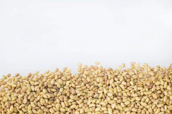 Семена люцерны - Medicago sativa — стоковое фото