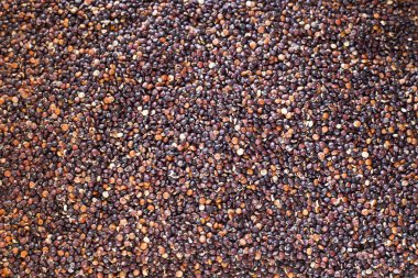 Siyah quinoa - Chenopodium quinoa tohumları