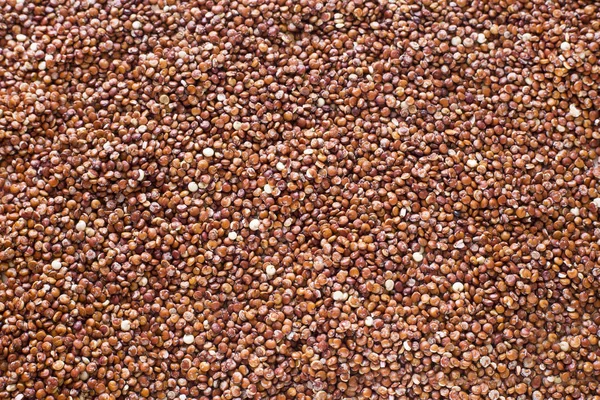 Zaden van rode quinoa - Chenopodium quinoa — Stockfoto