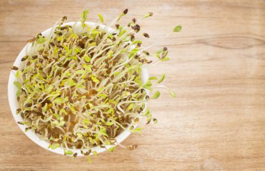 Filiz yonca tohumu - Medicago sativa