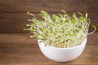 Filiz yonca tohumu - Medicago sativa