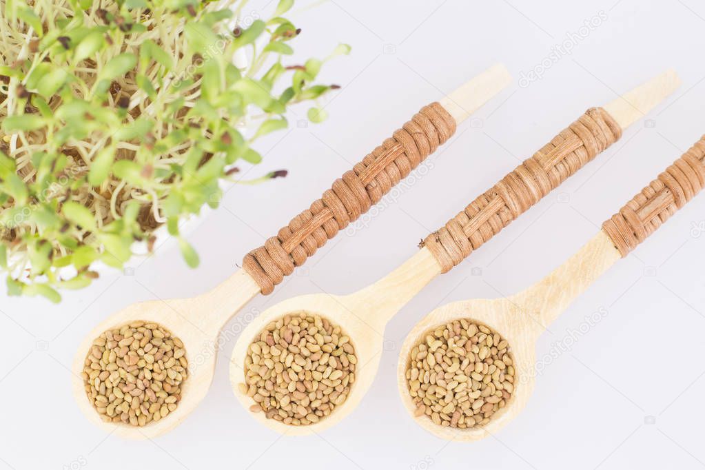 Sprouted alfalfa seeds - Medicago sativa