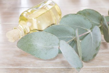 Okaliptüs yaprakları ve petrol (Okaliptüs cinerea)