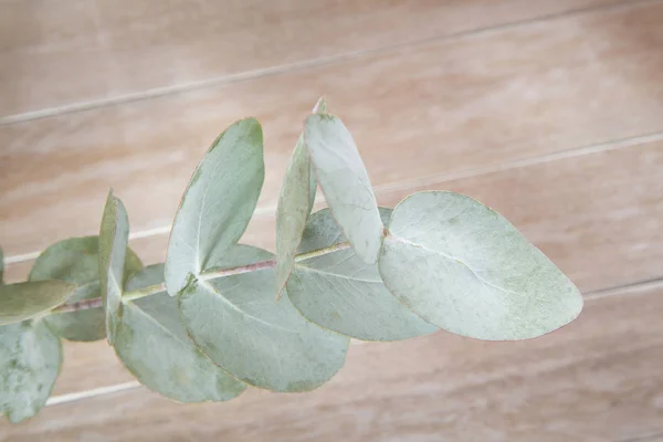 Bladeren van zilveren eucalyptus (Eucalyptus cinerea) — Stockfoto