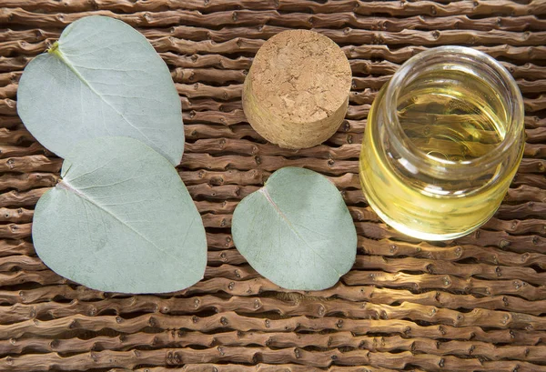 Okaliptüs yaprakları ve petrol (Okaliptüs cinerea)