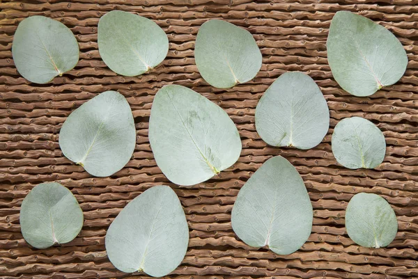 Bladeren van zilveren eucalyptus (Eucalyptus cinerea) — Stockfoto