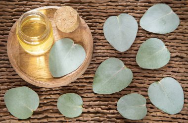 Okaliptüs yaprakları ve petrol (Okaliptüs cinerea)