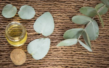 Okaliptüs yaprakları ve petrol (Okaliptüs cinerea)