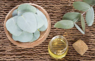 Okaliptüs yaprakları ve petrol (Okaliptüs cinerea)