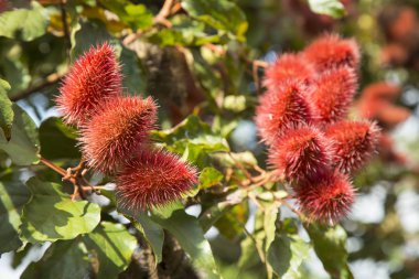 Bixa orellana, Bixaceae veya Annatto ağaç bahçe 