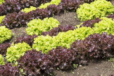 Mor ve yeşil marul - Lactuca sativa büyüyen