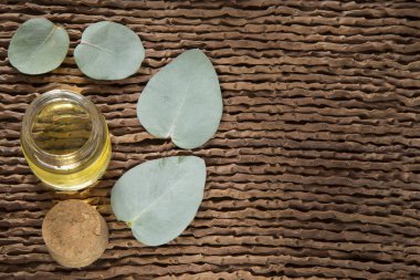 Okaliptüs yaprakları ve petrol (Okaliptüs cinerea)