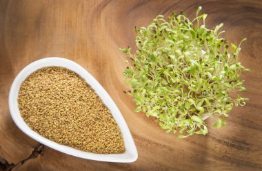 Sprouted alfalfa seeds - Medicago sativa clipart