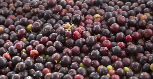 Farklı arka planlar (Vaccinium meridionale üzerinde yabani üzüm meyve)